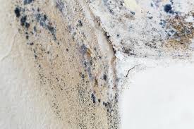 Best Environmental Consulting for Mold Prevention in Chester, WV